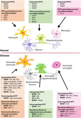 Effects of Neurotrophic Factors in Glial Cells in the Central Nervous System: Expression and Properties in Neurodegeneration and Injury